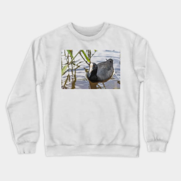 Hawaiian coot of  Honolulu 3 Crewneck Sweatshirt by KensLensDesigns